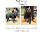 Adopt Max a Terrier (Unknown Type, Small) / Mixed dog in Albany, GA (41015793)