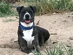 Adopt Hobo the college grad a Black American Staffordshire Terrier / Mixed dog