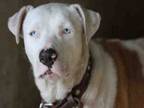 Adopt Robbie a American Staffordshire Terrier / Australian Cattle Dog / Mixed