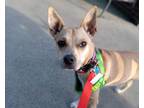 Adopt Lunaa a Tan/Yellow/Fawn Carolina Dog / Mixed dog in Abbotsford