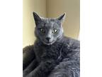 Adopt Lewis a Gray or Blue Domestic Shorthair / Domestic Shorthair / Mixed cat