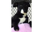 Adopt Snappy a Black Labrador Retriever / Mixed dog in Madison, FL (40969098)