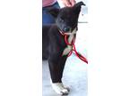 Adopt Snuggles a Black Labrador Retriever / Mixed dog in Madison, FL (40969100)