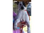 Adopt Skittles a White Labrador Retriever / Mixed dog in Madison, FL (40969097)