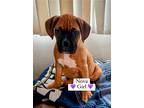 Adopt Nova a Red/Golden/Orange/Chestnut - with White Boxer / Mixed dog in