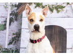 Adopt Ginny a White American Pit Bull Terrier / Mixed Breed (Medium) / Mixed