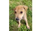 Adopt Arizona a Tan/Yellow/Fawn Mixed Breed (Medium) / Mixed dog in Oklahoma