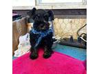Schnauzer (Miniature) Puppy for sale in Frankston, TX, USA