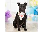 Adopt Raquel a Black Pit Bull Terrier / Mixed dog in Dallas, TX (39393786)