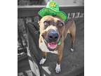 Adopt Wally a Labrador Retriever / Pointer dog in Fairfax Station, VA (36283609)