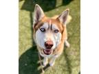 Adopt Cammie a Siberian Husky / Mixed dog in Tulare, CA (40956801)