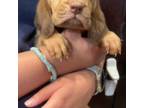 Bloodhound Puppy for sale in Emory, TX, USA