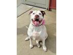 Adopt Winnie a White Mixed Breed (Large) / Mixed dog in DeKalb, IL (36828996)