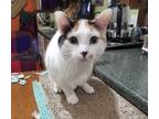 Adopt Candy a White (Mostly) American Shorthair (short coat) cat in Marina del