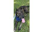 Adopt LUDDY a Merle German Shepherd Dog / Mixed Breed (Large) / Mixed dog in