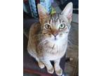 Adopt Squirt a Brown Tabby Domestic Shorthair / Mixed (short coat) cat in