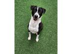 Adopt Sassy a Black Mixed Breed (Large) / Mixed dog in Farmington, NM (40771614)