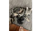Adopt Zara a Gray, Blue or Silver Tabby Domestic Shorthair cat in New York