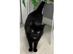 Adopt MATEO a Domestic Shorthair / Mixed (short coat) cat in Sandusky