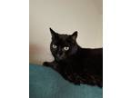 Adopt Suku a Black (Mostly) American Shorthair / Mixed (medium coat) cat in San