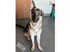 Adopt Skeeter a Black German Shepherd Dog / Mixed dog in Valparaiso