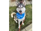 Adopt Diego (Siberian Husky) a Gray/Silver/Salt & Pepper - with White Siberian