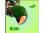 Adopt Rickie a Eclectus bird in Troy, VA (40790208)