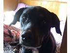 Adopt Patsy a Black - with White Labrador Retriever / Mixed dog in Independence