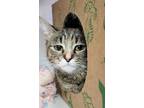 Adopt Moesha a Domestic Shorthair / Mixed (short coat) cat in Genoa
