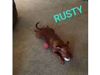Adopt Rusty OS a Red/Golden/Orange/Chestnut Pit Bull Terrier / Mixed Breed
