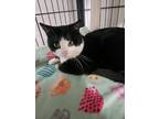 Adopt Greggs' a Domestic Shorthair / Mixed (short coat) cat in Ridgely