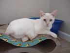 Adopt Rose a White Siamese (short coat) cat in Upper Saddle River, NJ (41013214)