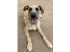 Adopt Meli a Tan/Yellow/Fawn Irish Wolfhound / Terrier (Unknown Type