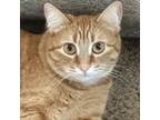 Adopt Calisa a Gray, Blue or Silver Tabby Domestic Shorthair cat in Buhl