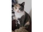 Adopt Beatrice a Calico or Dilute Calico Domestic Shorthair cat in Buhl