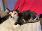 Adopt Juliette a Calico or Dilute Calico Domestic Shorthair / Mixed (short coat)