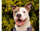 Adopt Kai a Brindle Mixed Breed (Large) / Mixed dog in Boone, NC (38789556)