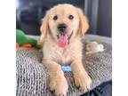 Golden Retriever Puppy for sale in Taylorsville, NC, USA