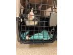 Adopt Pasta a All Black Domestic Shorthair / Domestic Shorthair / Mixed cat in
