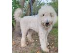 Adopt Valentino a Poodle (Standard) / Golden Retriever / Mixed dog in Ocala