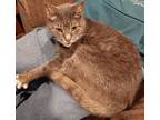 Adopt Bella -Special Needs- Foster Care a Gray or Blue Domestic Shorthair /