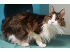 Adopt Baba (In Foster) a Brown Tabby Domestic Mediumhair / Domestic Shorthair /