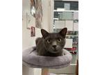 Adopt Harlow a Gray or Blue Domestic Shorthair (short coat) cat in St Cloud