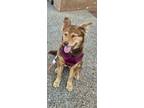 Adopt Ruby a Red/Golden/Orange/Chestnut - with White Australian Shepherd /