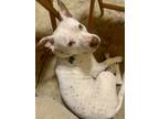 Adopt Vienna a White - with Tan, Yellow or Fawn Pit Bull Terrier dog in