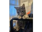 Adopt Jack a Gray, Blue or Silver Tabby Tabby / Mixed (short coat) cat in Sun