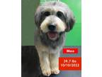 Adopt Moca a Bearded Collie / English Sheepdog dog in West Hollywood