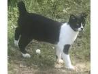 Adopt Tommy Boy a Black & White or Tuxedo American Bobtail (short coat) cat in
