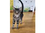 Adopt Tazz a Brown Tabby Domestic Shorthair (short coat) cat in Whittier