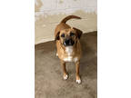 Adopt Lola a Brown/Chocolate Black Mouth Cur / Mixed Breed (Medium) / Mixed